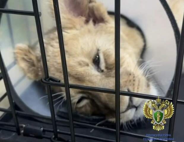 Принесший львенка со сломанными лапами блогер списал его травмы на болезнь