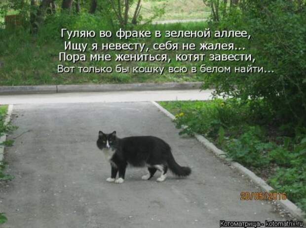 Свежая котоматрица для всех (44 фото)