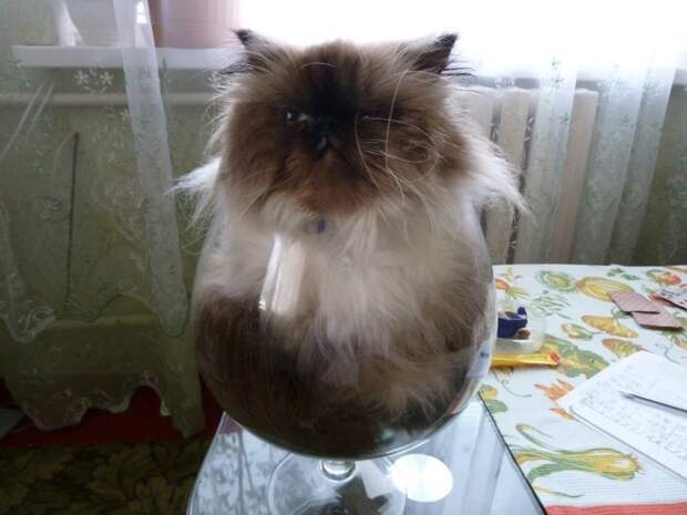 Коты, которых можно налить в любую емкость животные, приколы, удачный кадр, юмор