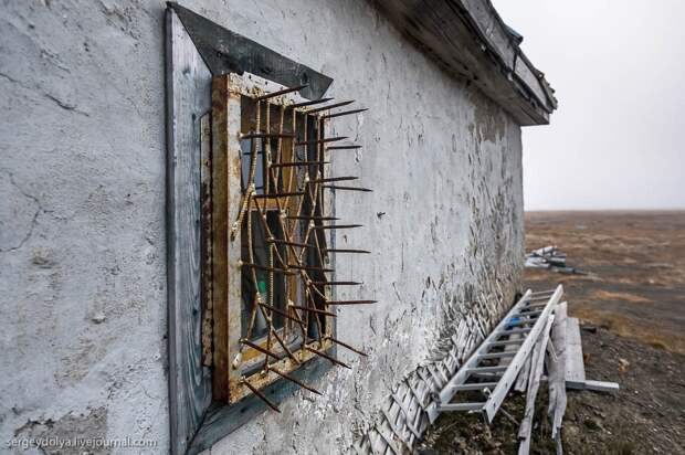 Остров Врангеля в фотографиях