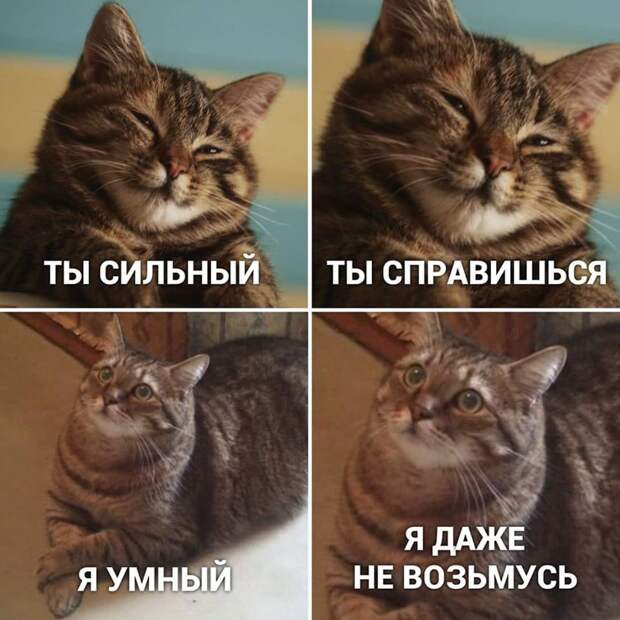 На изображении может находиться: кот, текст «ты сильный ты справишься я я умный я даже возьмусь»