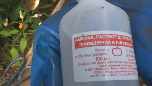 обработка клубники от болезней весной