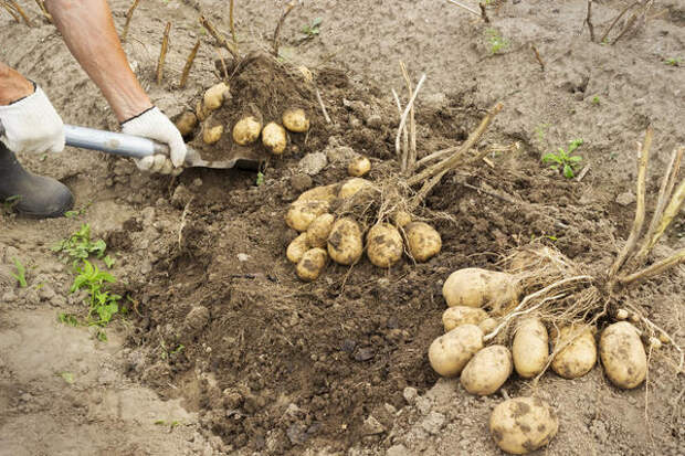 На семена отбирают полностью вызревший картофель из самых урожайных гнёзд