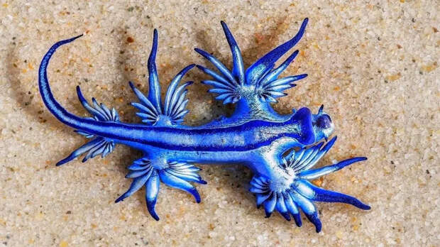 В Техасе на берег вынесло "ядовитых" голубых драконов: чем они опасны