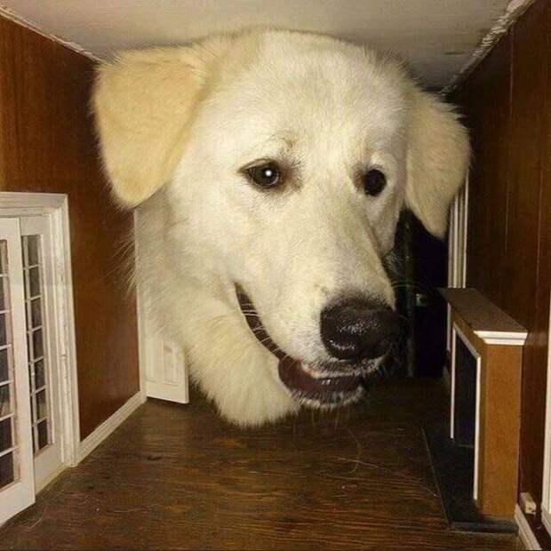 Огромный пёс или кукольный домик?