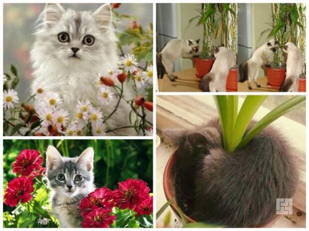 Котята и цветы в доме