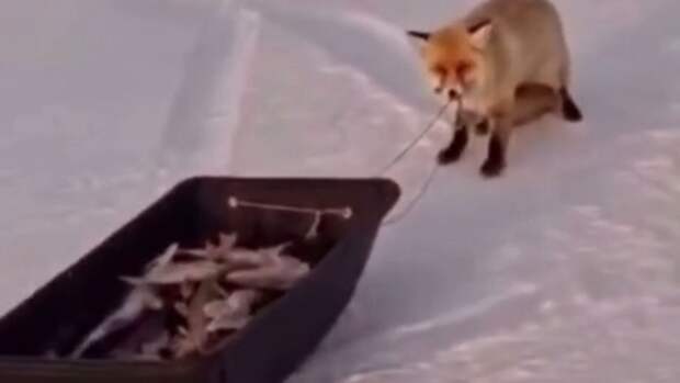 Лиса пыталась стащить у рыбака волокуши с уловом под Астаной