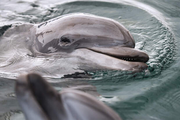 В России захотели открыть стационар для экстренной помощи дельфинам