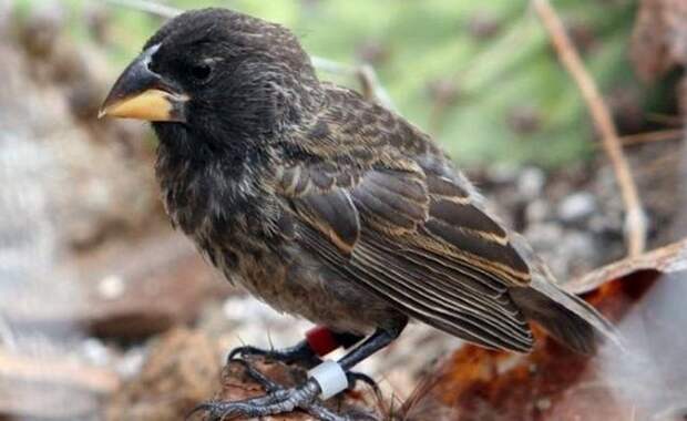 Новый вид птиц острова Дафне Майор.