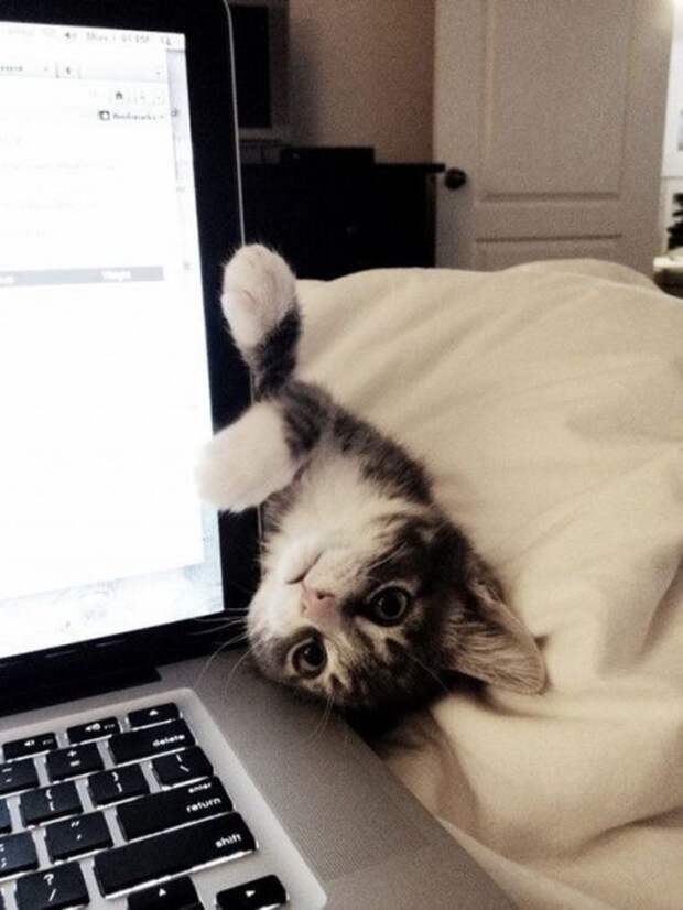 Назойливые коты (43 фото)