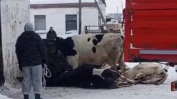 Намёки на «биологическую диверсию», задержание журналиста и видеобращение сельчан к Президенту — Сибирь кипит