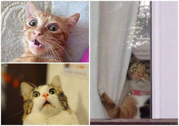 На фото изображены шокированные коты.