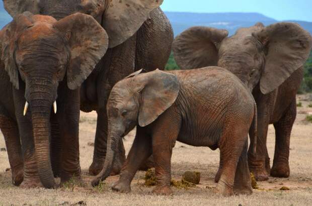 Учёные не знают, каким образом слоны сумели повлиять на наличие бивней у их потомства.