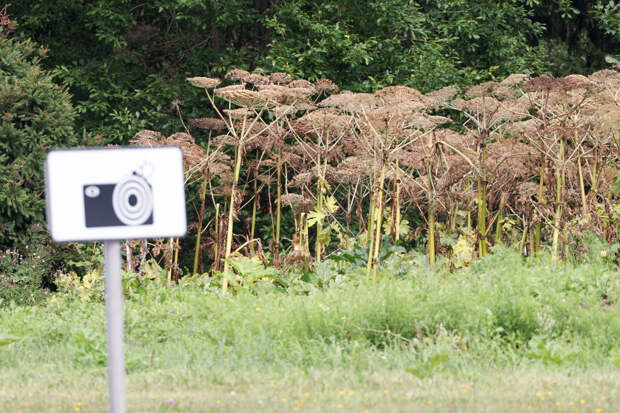 Дачников предупредили о новой схеме мошенников со штрафами за борщевик