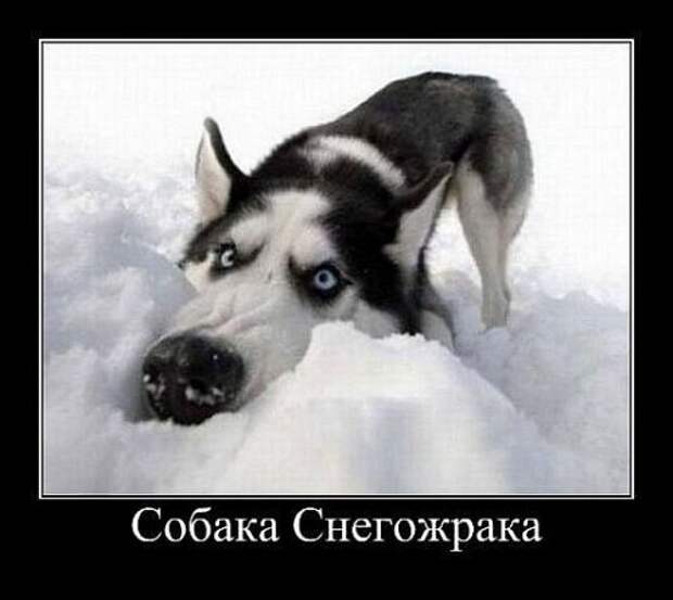 Прикольные и зачетные демотиваторы со смыслом (10 фото) Прикольные и зачетные демотиваторы со смыслом (10 фото)