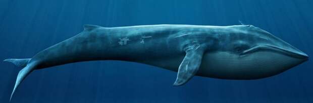 Сердце кита бъется только 9 раз в минуту. животный мир, информация, юмор
