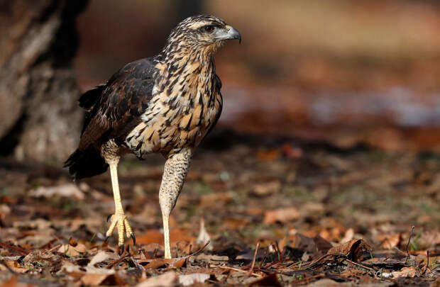 Rare Hawk Maine