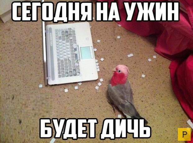 Смешные фото с надписями и цитатами часть 1 за сентябрь 2016 (49 фото)