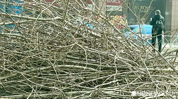 В Екатеринбурге за весну обрезали более 1500 деревьев