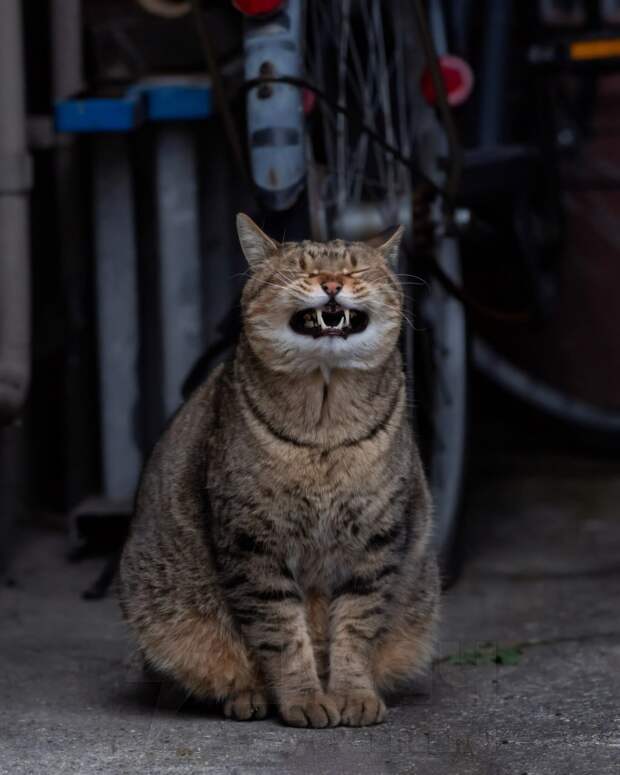 Фотограф из Японии Масаюки Оки уже давно снимает уличных котов в Токио