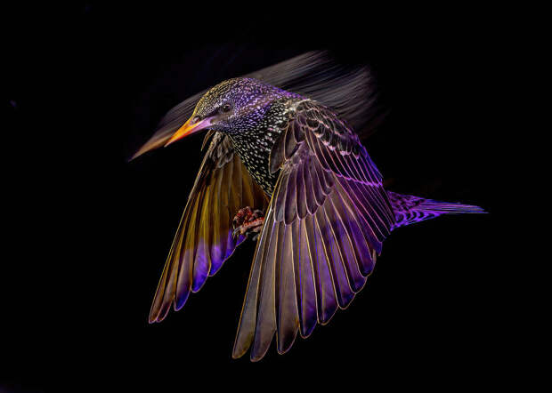 Победители конкурса на лучшие фотографии птиц Bird Photographer of the Year 2022