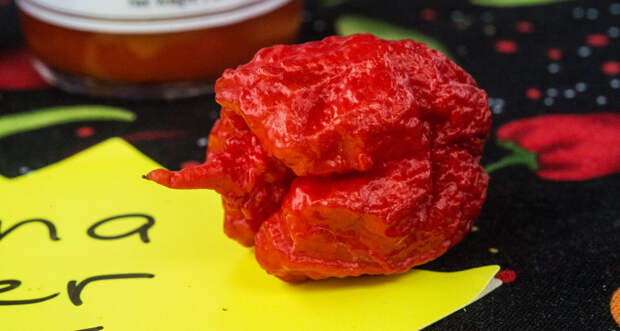 Carolina Reaper