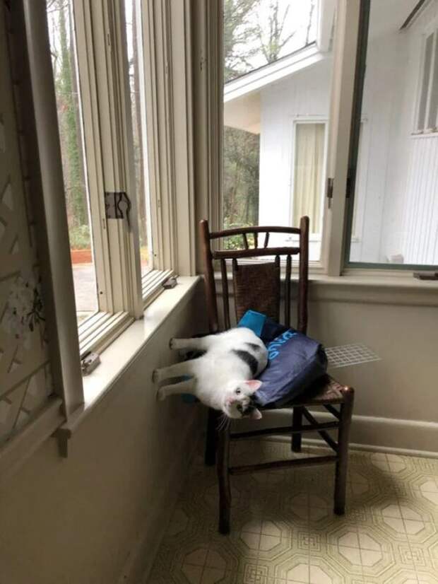 Фотография: Притяженья больше нет: 30 котиков, которые плевать хотели на законы физики №19 - BigPicture.ru