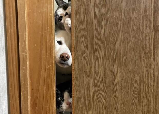 20 угарных питомцев, которые изменят ваше настроение к лучшему