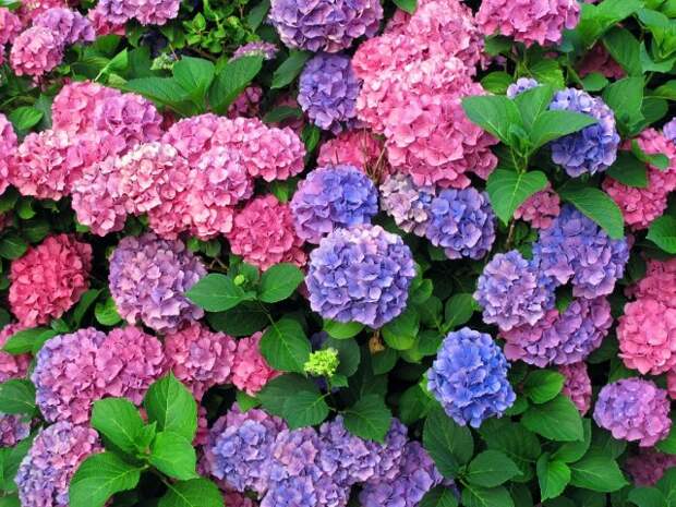 colorful hydrangeas - horizontally