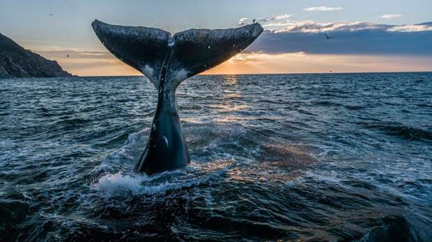 Гренландский кит – настоящий морской гигант: он весит 75, а иногда до 100 тонн. А жить они могут целых 200 лет! © Михаил Коростелев
