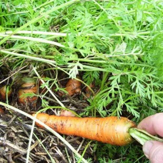 выращивание морковки на соломе