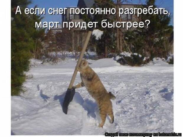 Новая котоматрица на Бугаге (44 фото)