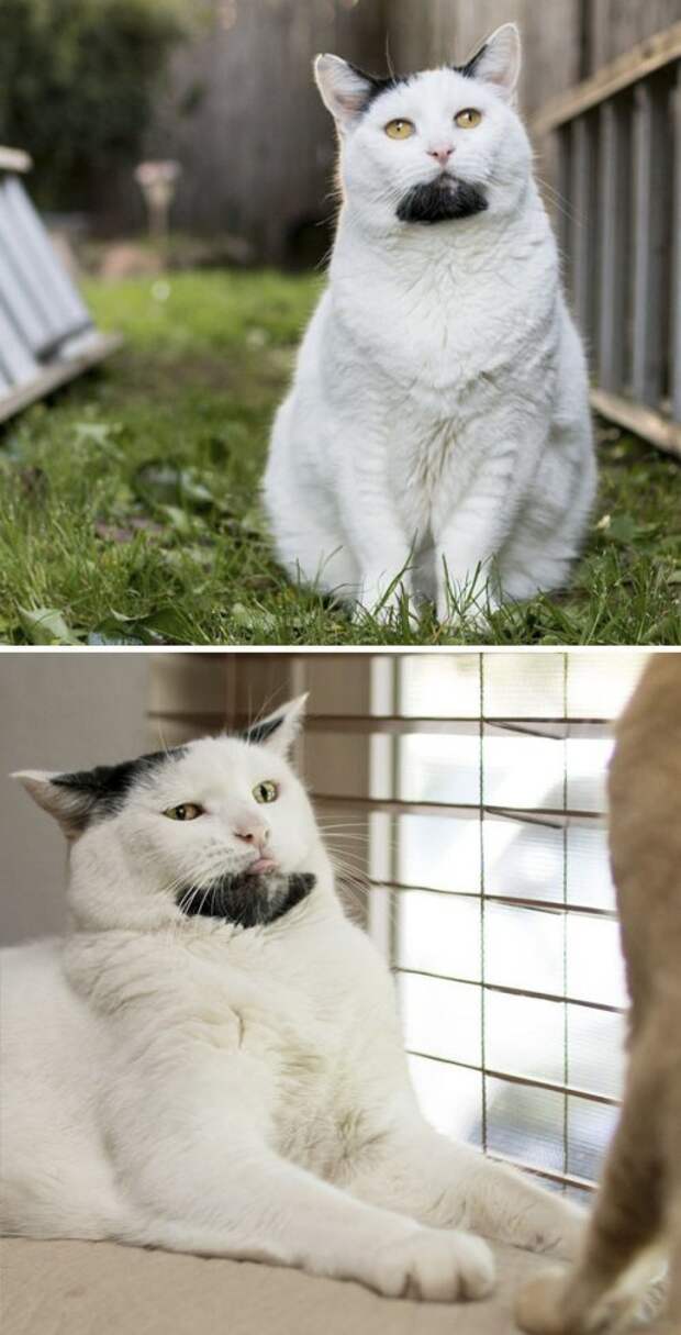 Кошки с причудливым окрасом шерсти коты, кошки, прикольный окрас кошек.