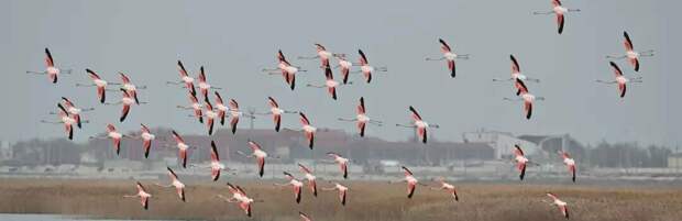 В Бейнеу погибли фламинго – специалисты назвали возможную причину