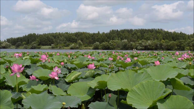 10. Озеро Лотосов, село Галкино, Хабаровский край. (700x393, 281Kb)