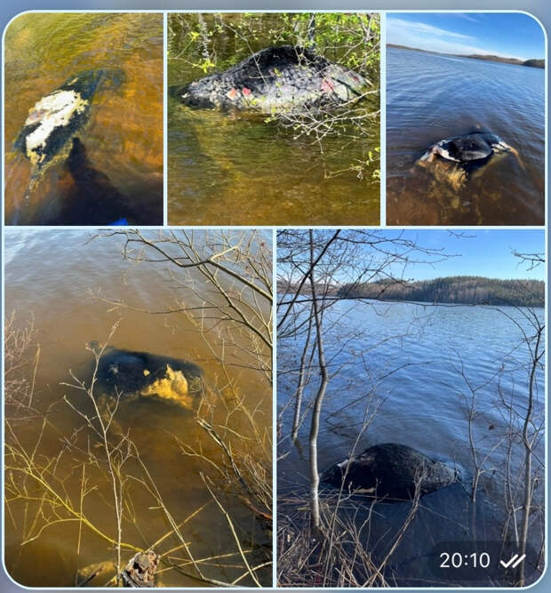 В водах Вуоксы местные жители заметили мертвых коров. Туши животных плавают там с весны и разлагаются прямо в реке