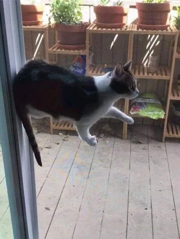 Фотография: Притяженья больше нет: 30 котиков, которые плевать хотели на законы физики №3 - BigPicture.ru