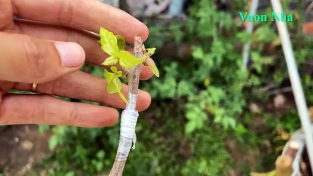 Как вырастить 5 разноцветных цветов на одном кусте. Соседи обзавидуются