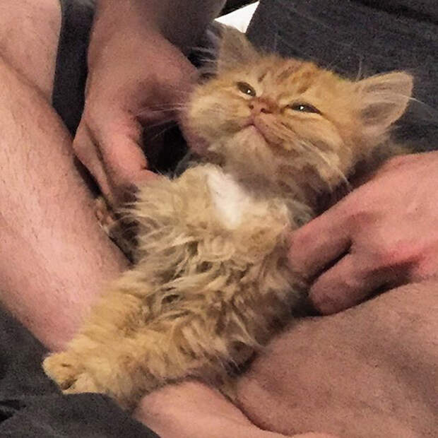 кошка которая не перестает улыбаться 
