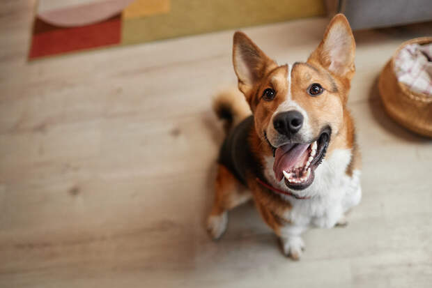 Ветеринар Фроленко: подкармливание со стола приводит к отказу питомца от корма