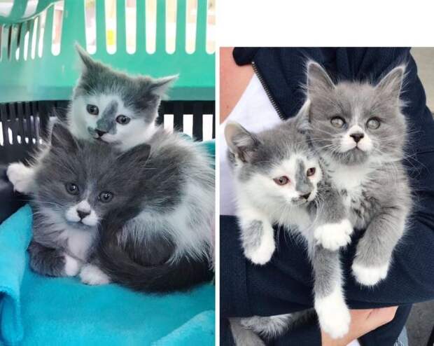 Без кота и жизнь не та