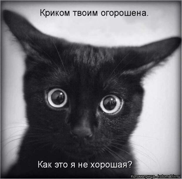 Лучшие котоматрицы недели (50 фото)