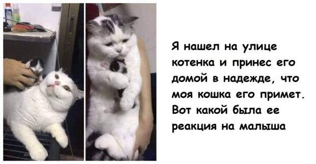 14 фото котов и кошек, которые узнали, что такое родительство