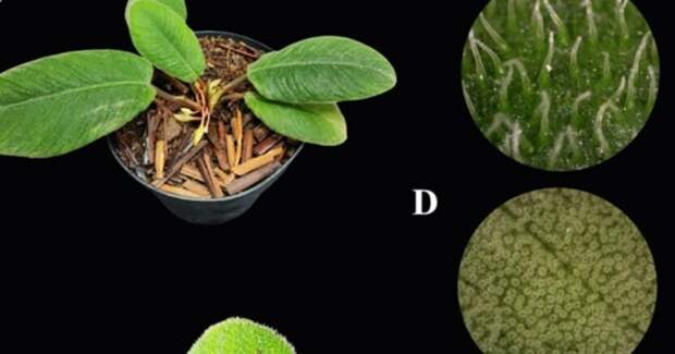 На Суматре описали растение с ворсистыми листьями — его назвали в честь кошачьего языка