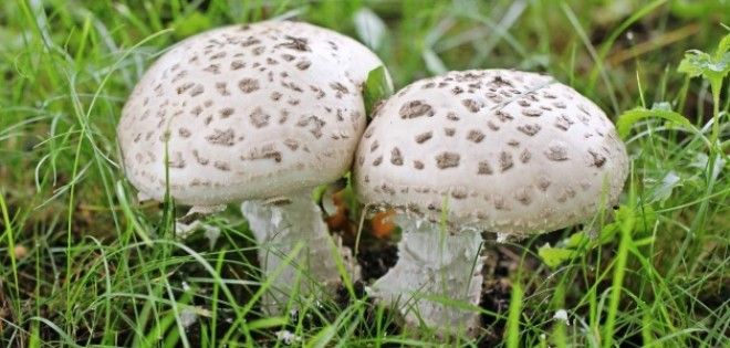 что будет, если съесть мухомор
