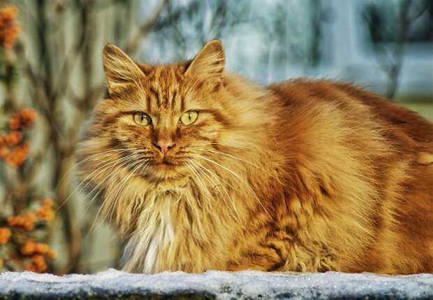 Кошка / фото: pixabay.com