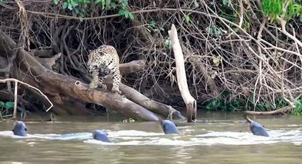 3-летняя самка ягуара по кличке Агу просчиталась с выбором места для ловли рыбы jaguar, Пантанала, бразилия, выдра, животные, река, фото