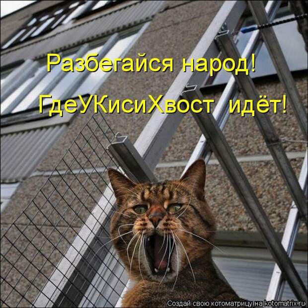 Лучшие котоматрицы недели (50 фото)
