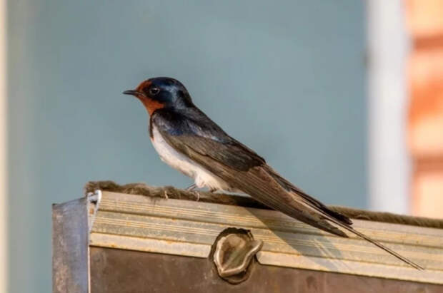 Ученые из Канады выяснили, что наблюдение за птицами может продлить жизнь