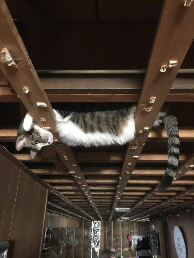 Котики, которые находятся в самых неожиданных местах